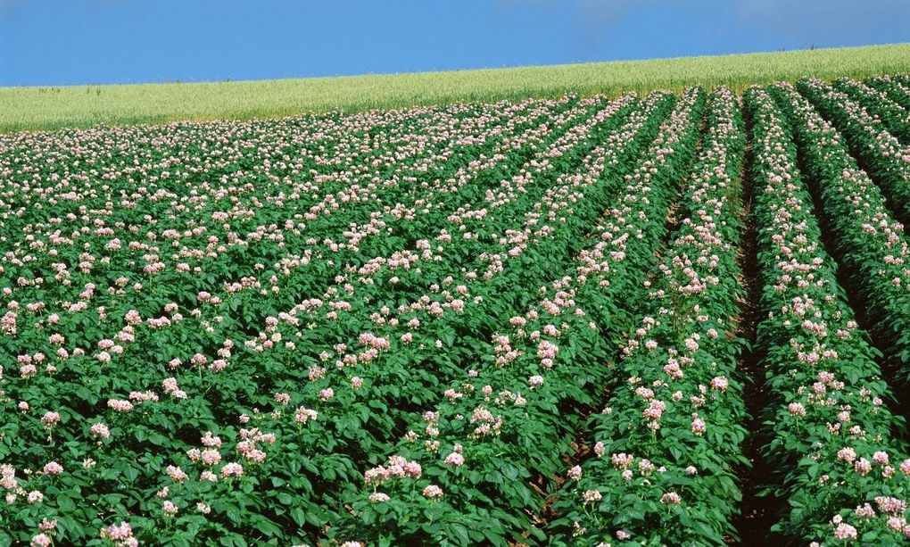 采用什么灌溉系统能使土豆增产增量
