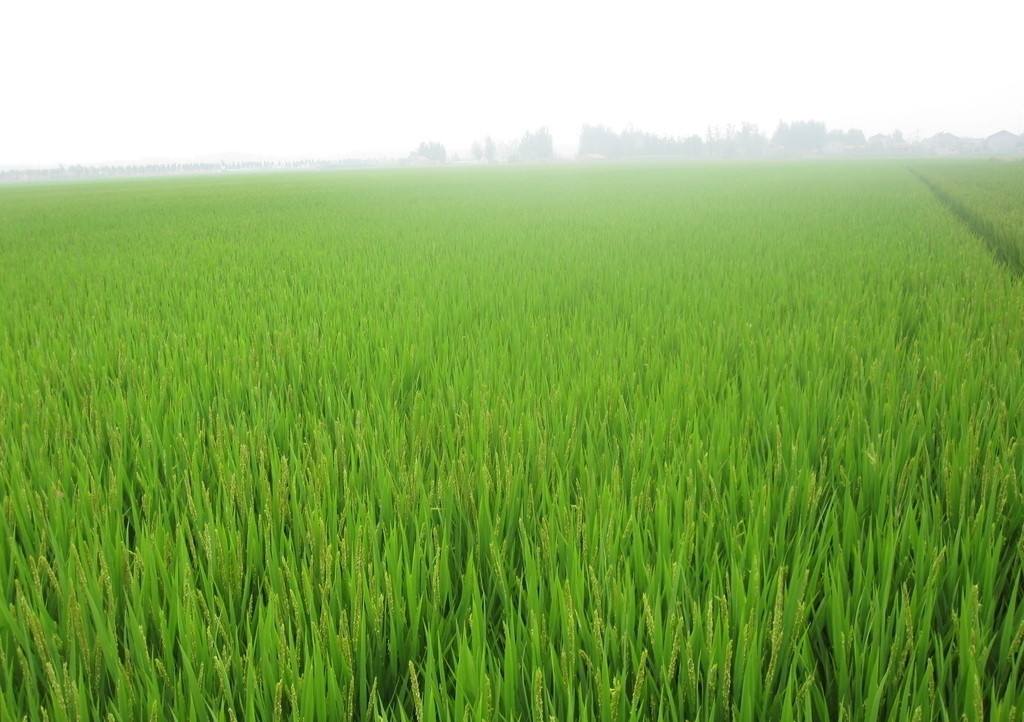 水稻种植生长期的水肥管理