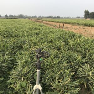 【湖南】耒阳市2022年高标准农田建设项目工程勘察设计招标公告   