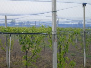 广西翔鸿工程管理服务有限公司关于右江区富林香花油茶高产高效核心示范区水肥一体化项目辅助设施建设工程的竞争性磋商公告   【广西】